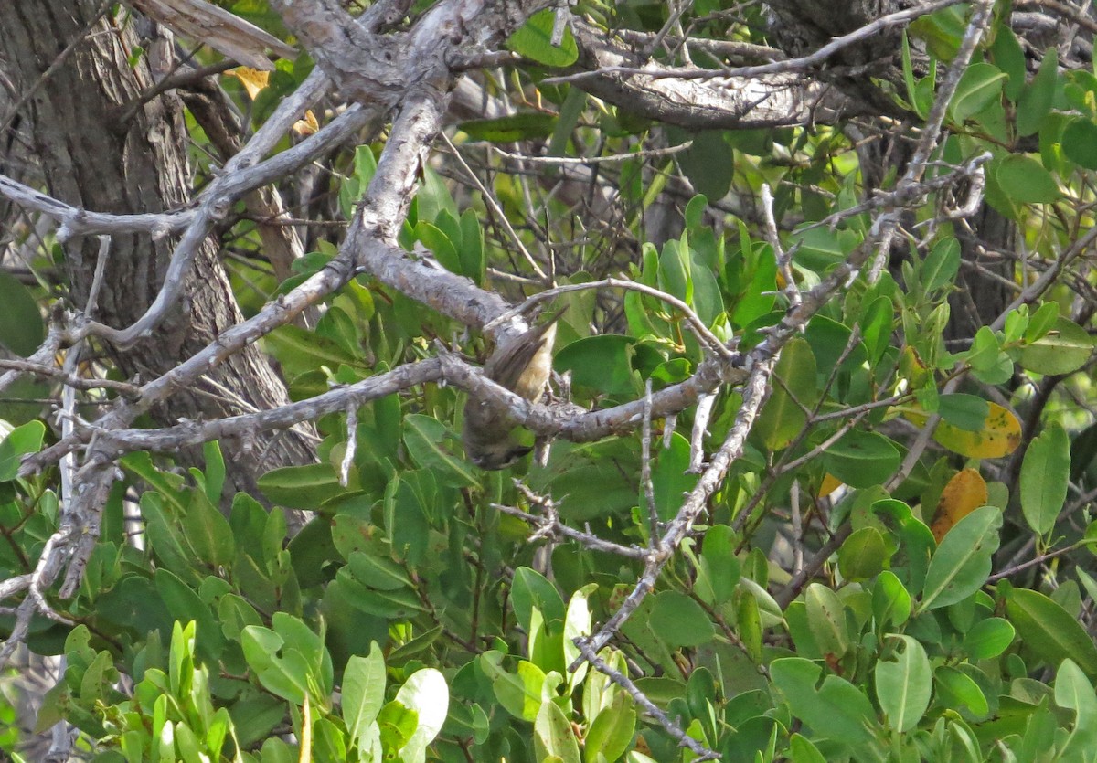 mangrovespurv - ML317145281