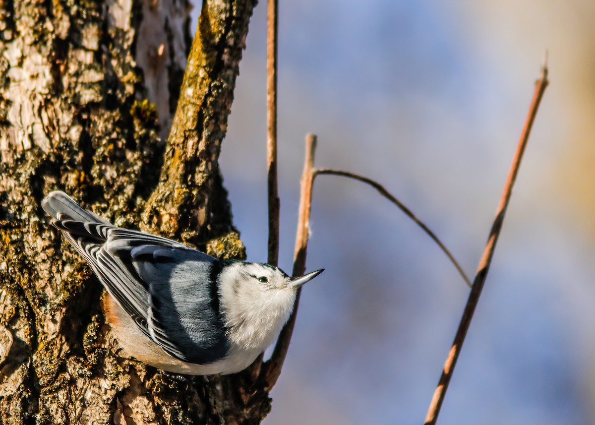 White-breasted Nuthatch - ML317145321