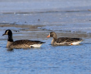 Greater White-fronted Goose, ML317145531