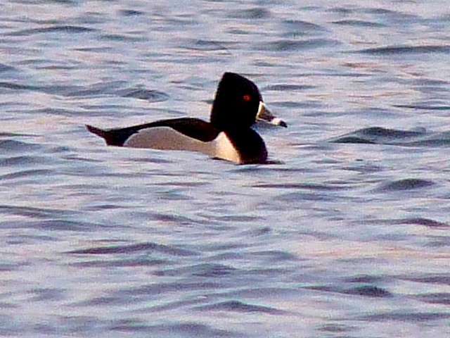 Ring-necked Duck - bernard sonnerat