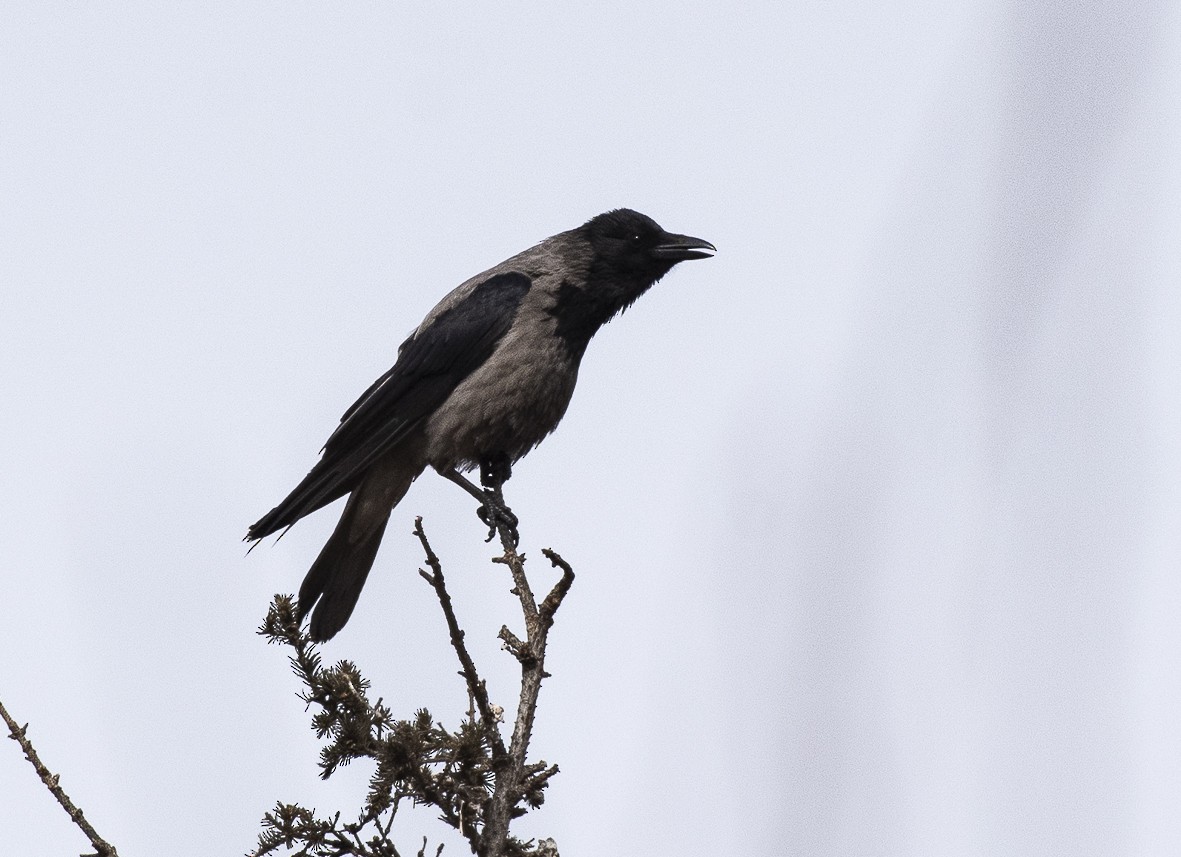 Hooded Crow - ML317149461