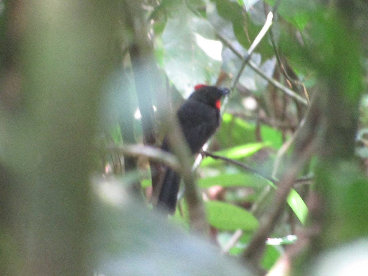 Sooty Ant-Tanager - ML317149511