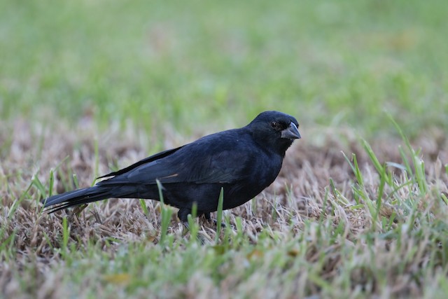 Screaming Cowbird - eBird