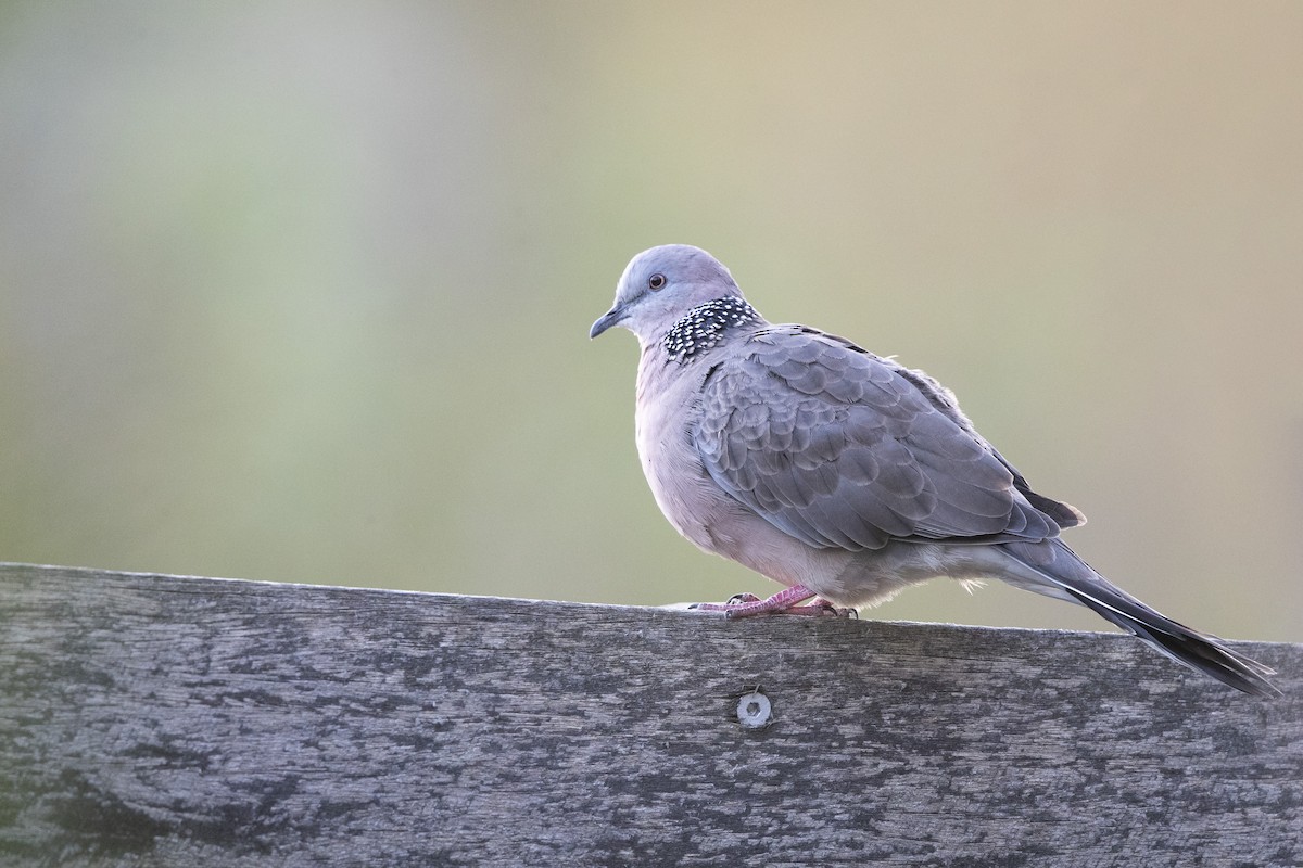 Spotted Dove - ML317153041