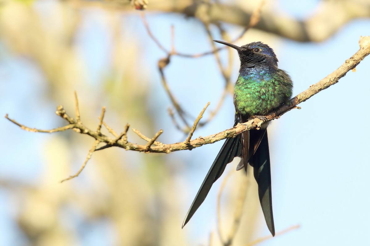 Swallow-tailed Hummingbird - ML317153741