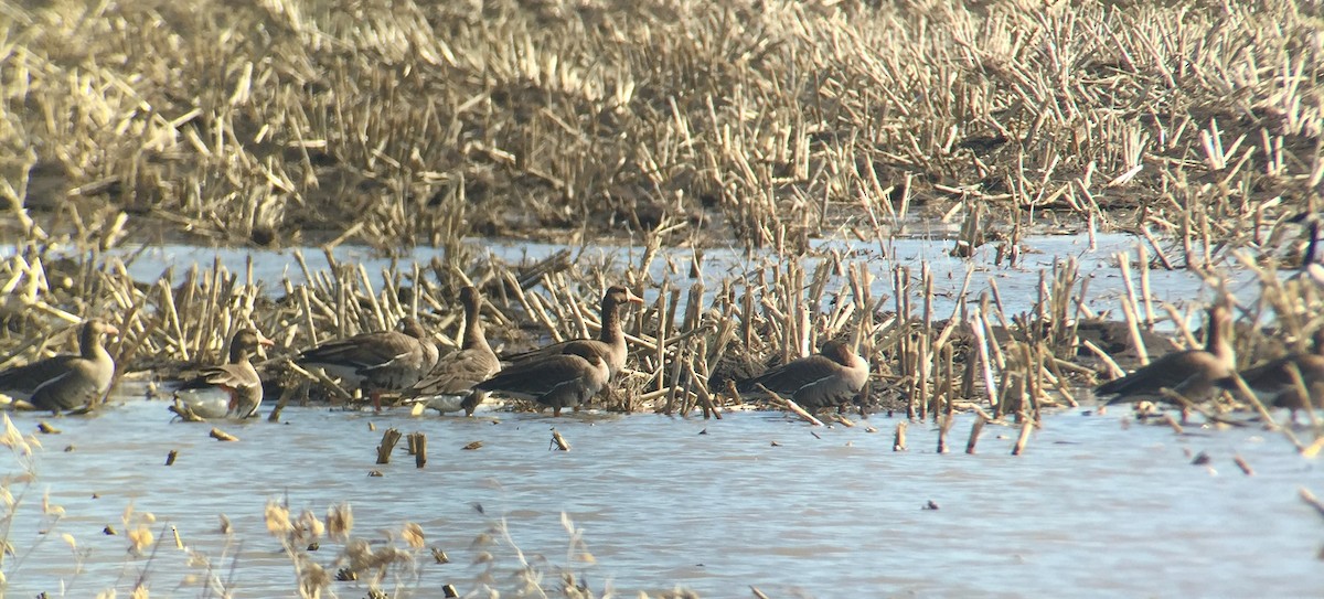 Greater White-fronted Goose - ML317156691