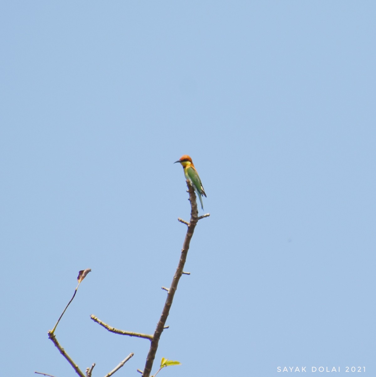 Chestnut-headed Bee-eater - Sayak Dolai