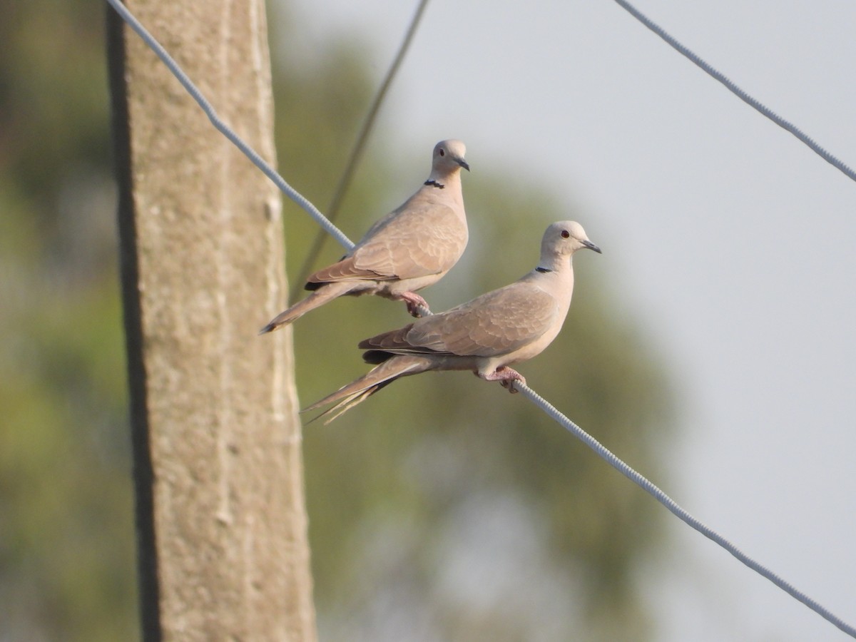 Eurasian Collared-Dove - tina shangloo