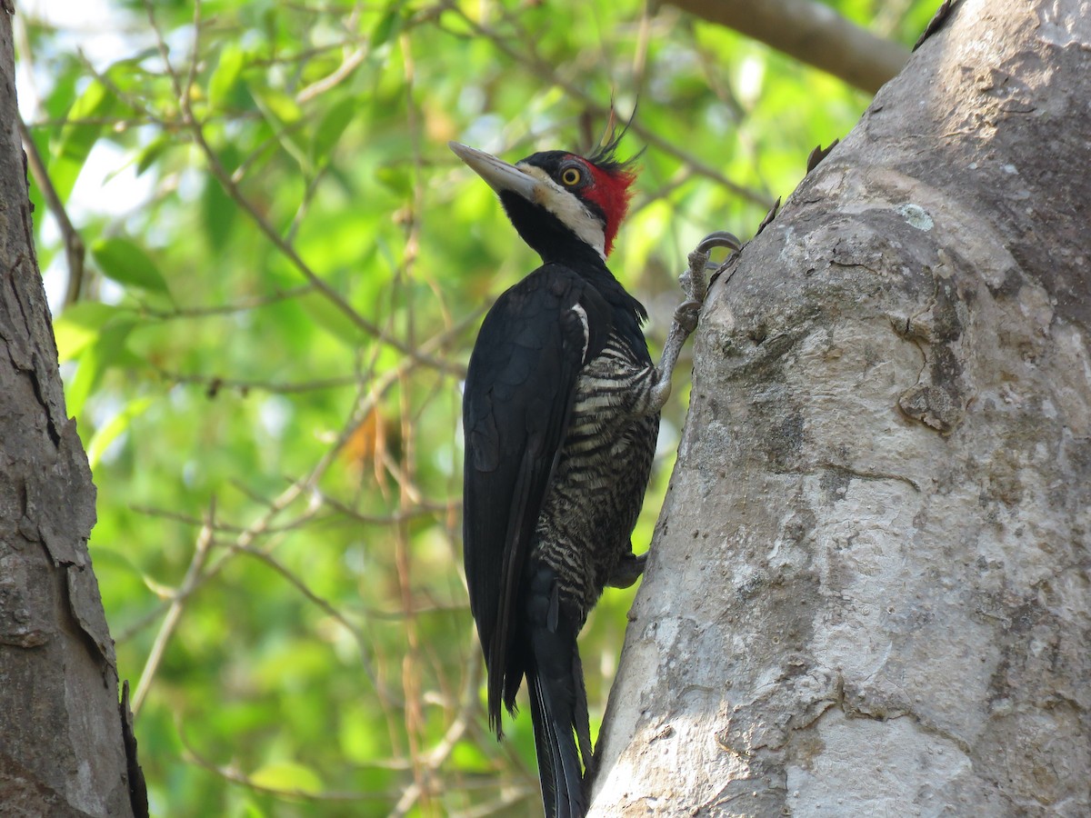 Crimson-crested Woodpecker - Mateo Bohringer