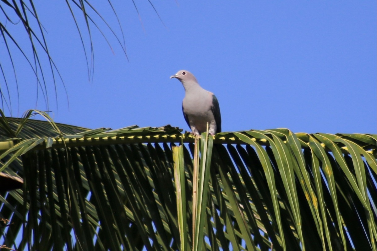 Green Imperial-Pigeon - ML317159681