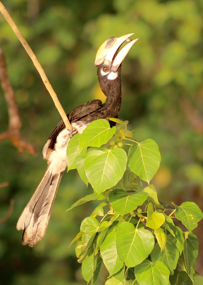 Oriental Pied-Hornbill - Patrick James