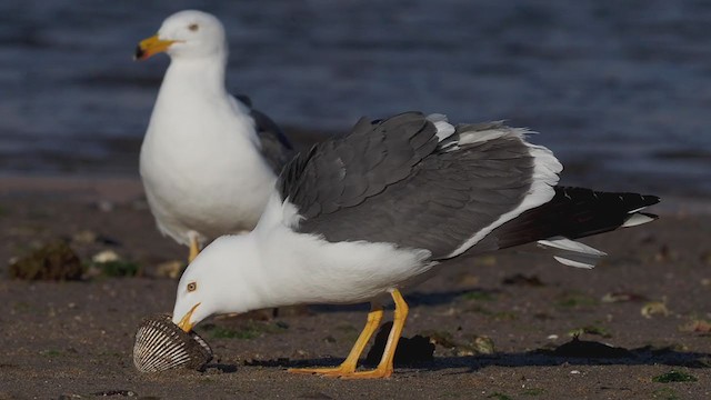Yellow-footed Gull - ML317161081