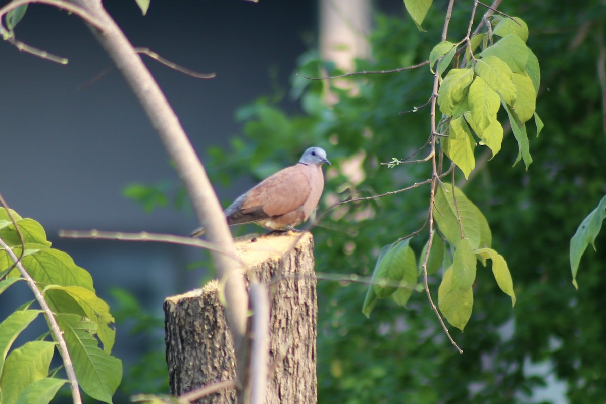Red Collared-Dove - ML317161911