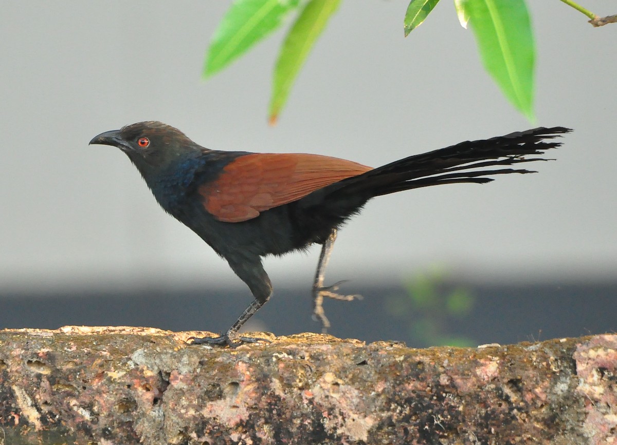 Greater Coucal - ML317164161