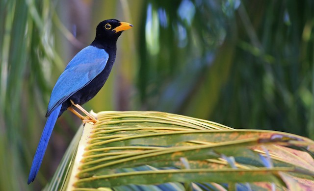 Yucatan Jay