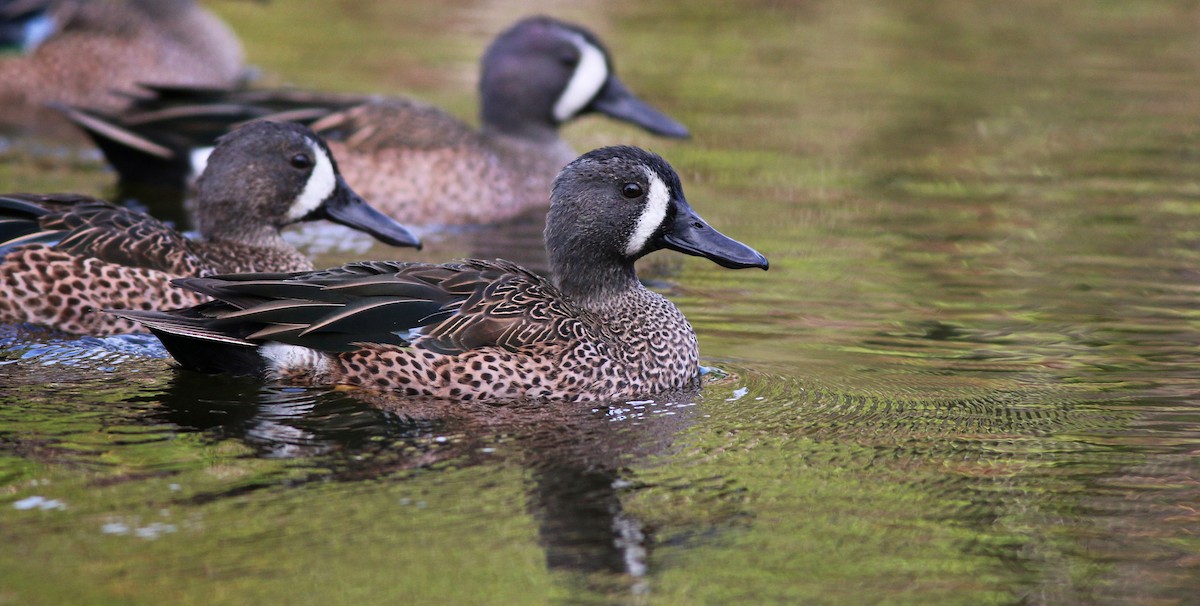 Blue-winged Teal - ML31716681
