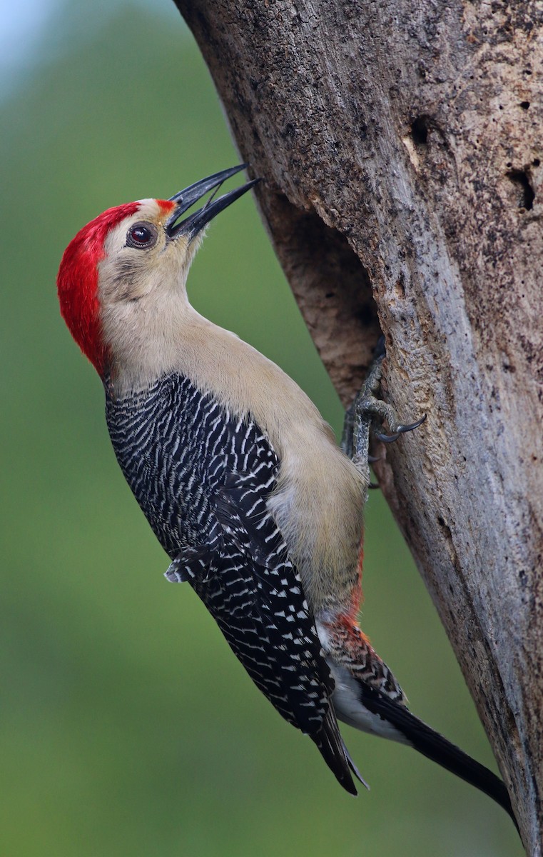 Golden-fronted Woodpecker - Ian Davies