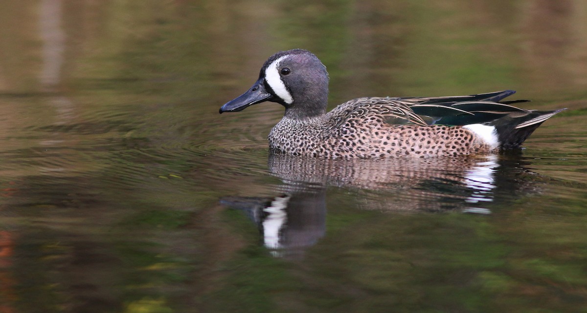 Blue-winged Teal - ML31716751