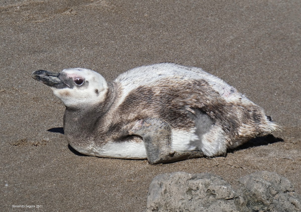 Magellanic Penguin - fernando segura