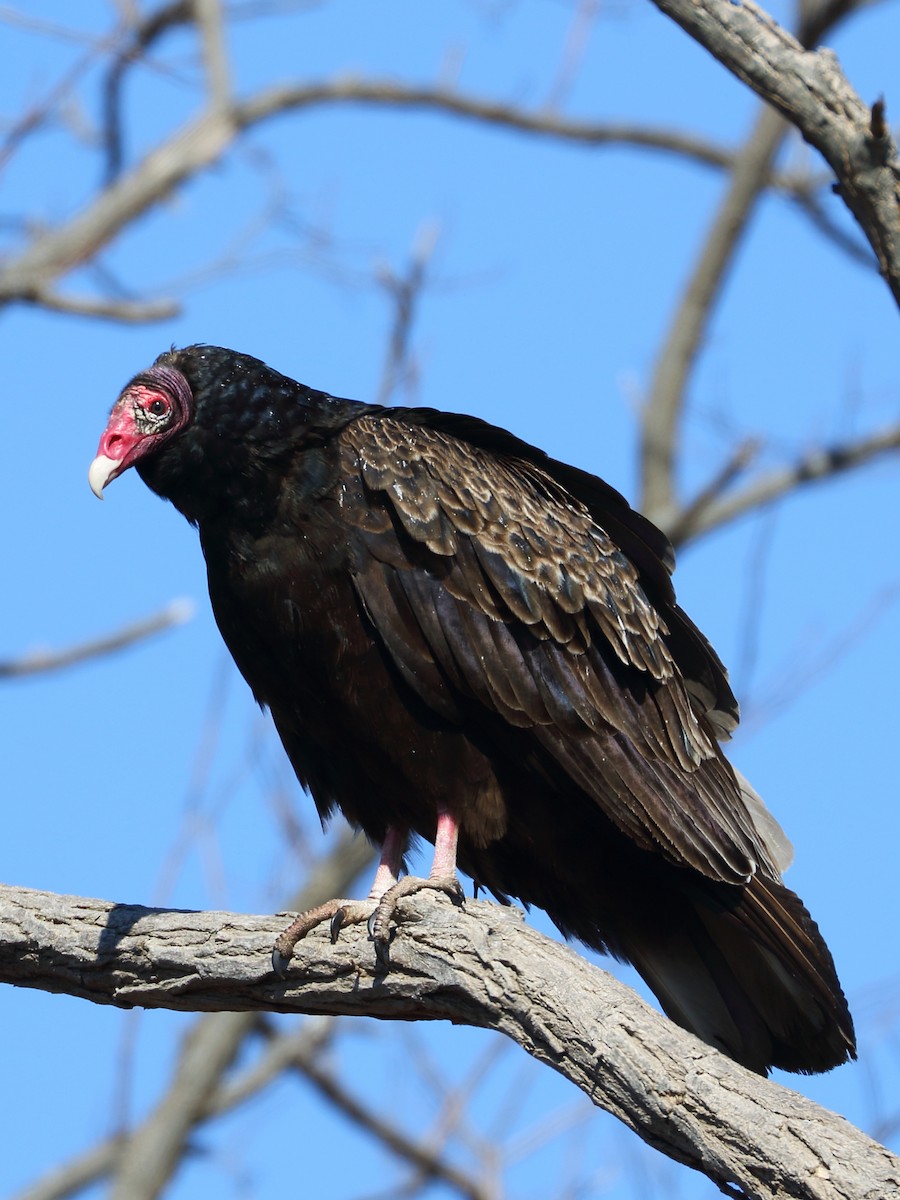 Turkey Vulture - ML317175441