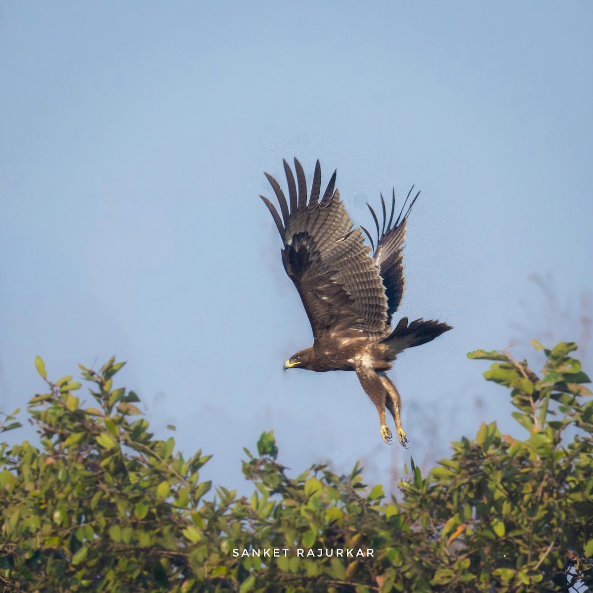 Indian Spotted Eagle - Sanket Rajurkar