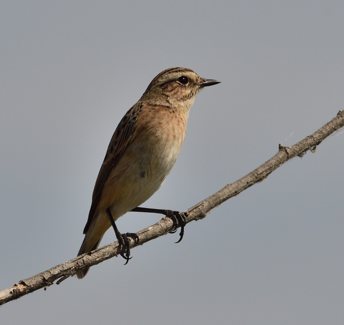 Whinchat - ML317177781