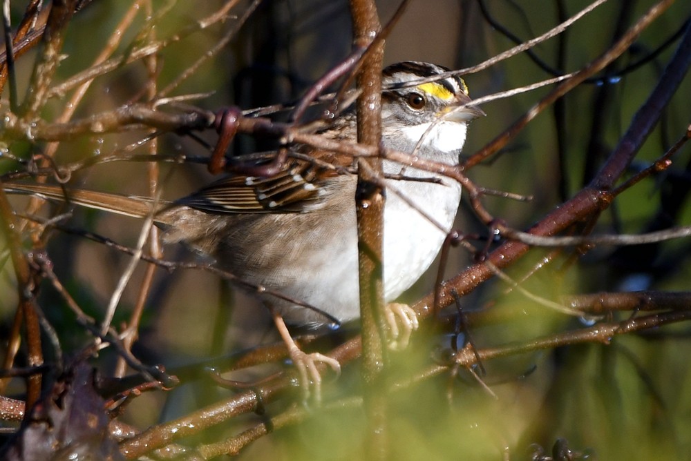White-throated Sparrow - ML317177971