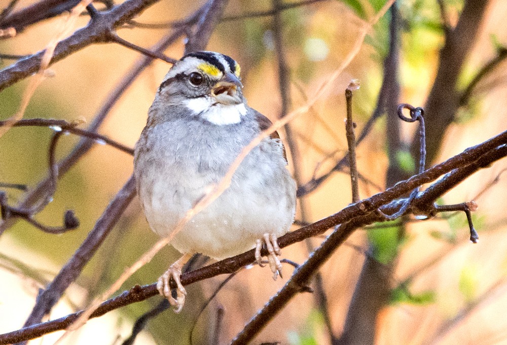 White-throated Sparrow - ML317177981