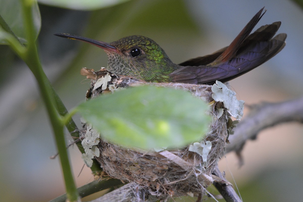 Rufous-tailed Hummingbird - ML317178381