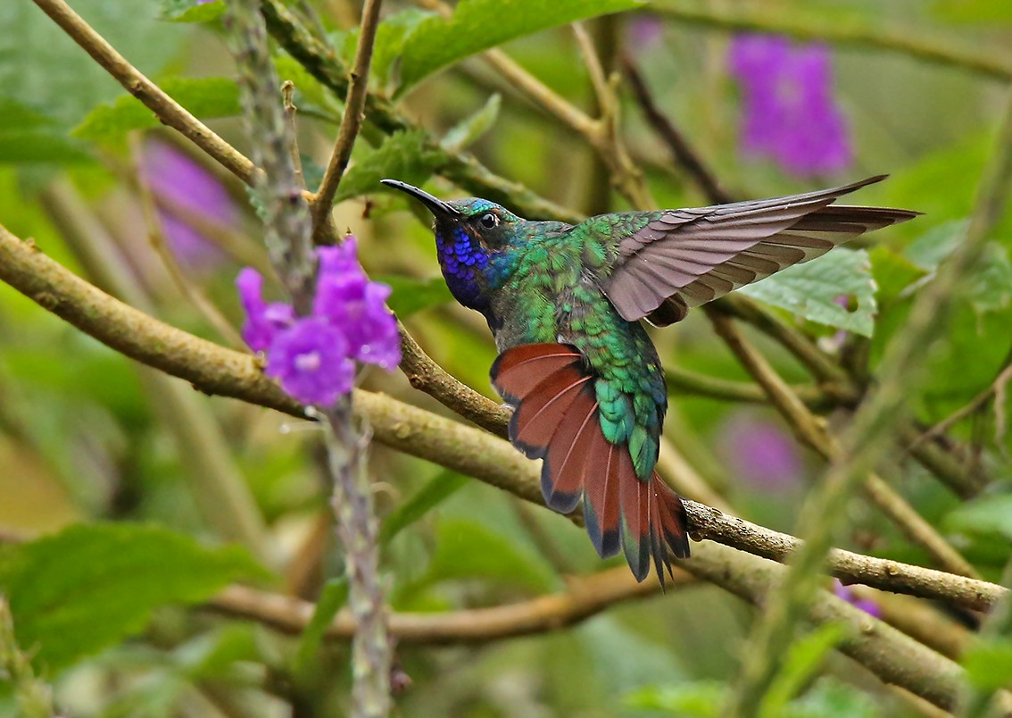 kolibřík azurovoprsý - ML31717841