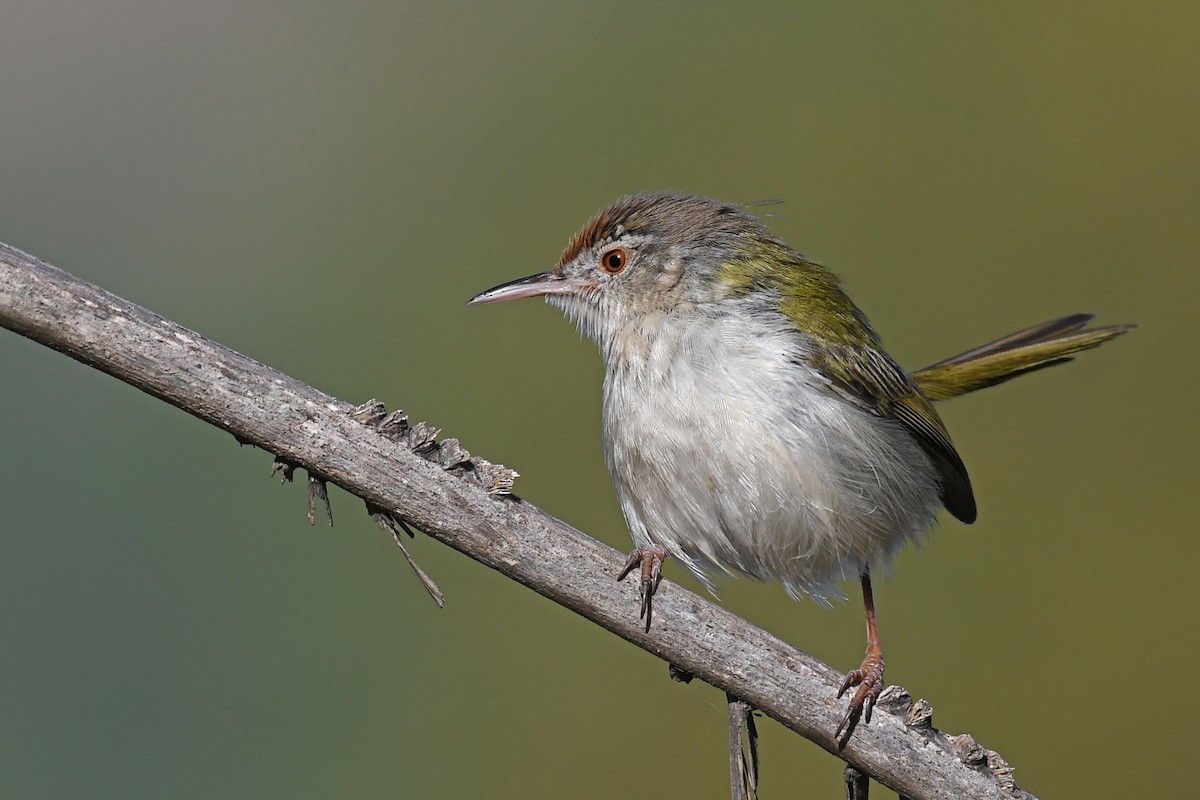 Common Tailorbird - Gagan Bedi