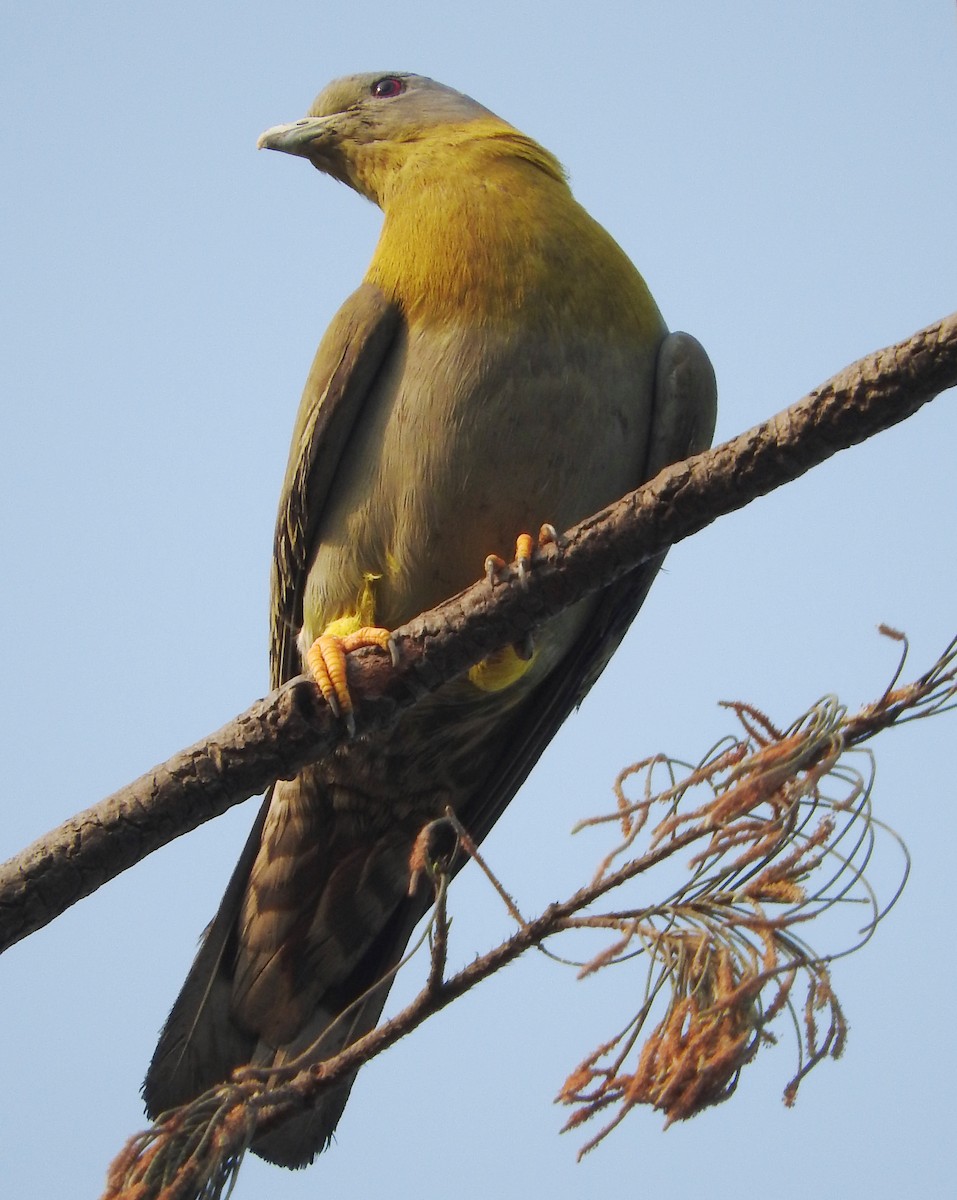 Yellow-footed Green-Pigeon - ML317182031