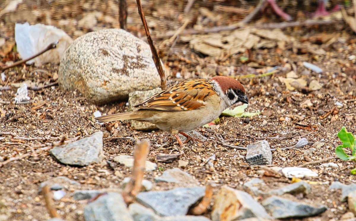 Eurasian Tree Sparrow - ML317182681