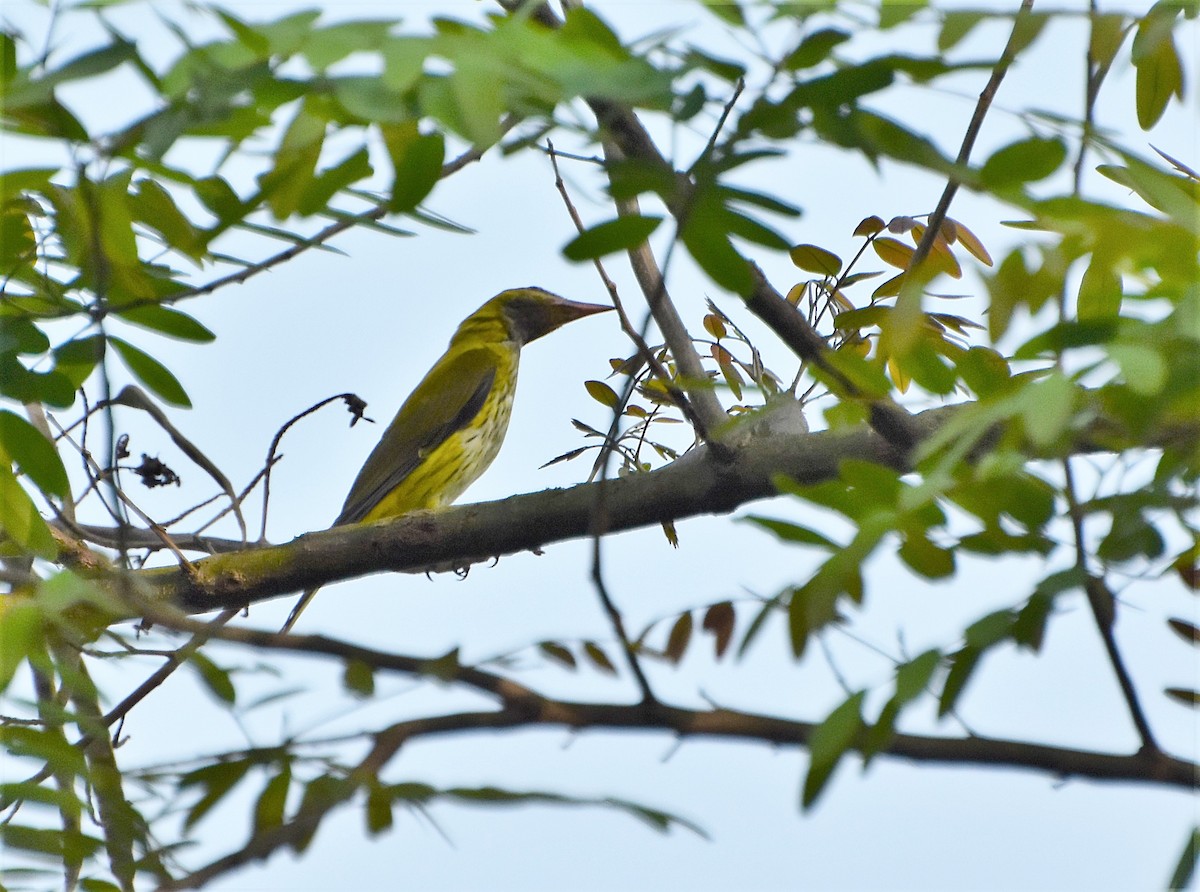 Indian Golden Oriole - ML317183021