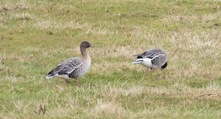 Pink-footed Goose, ML317184611
