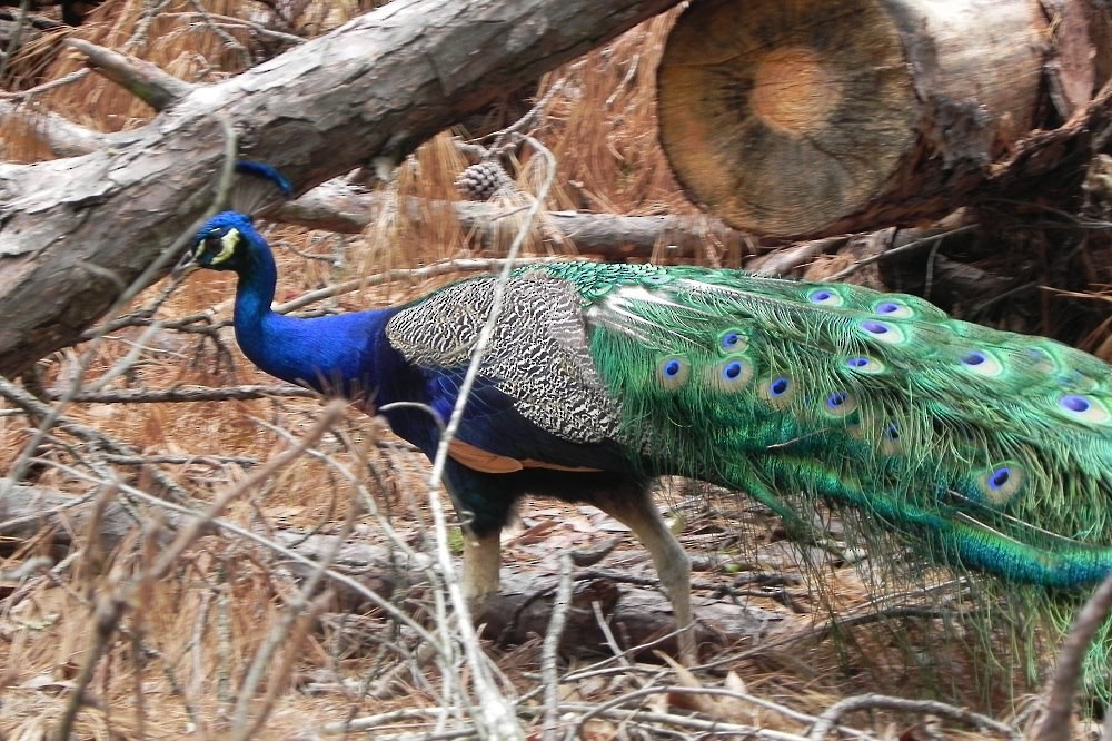 Indian Peafowl (Domestic type) - ML317187141