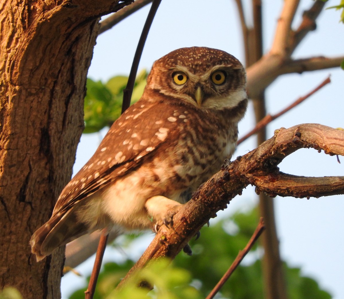Spotted Owlet - ML317187291