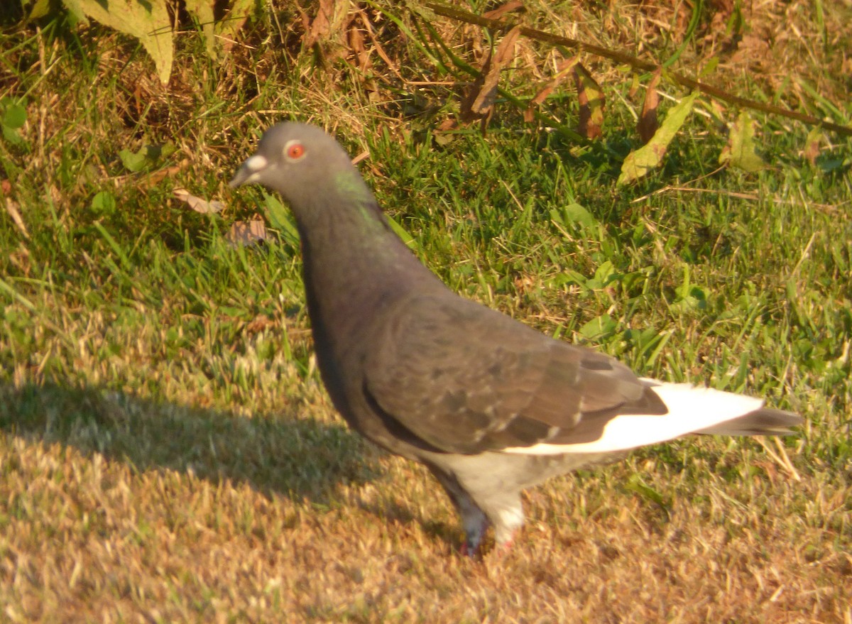 Rock Pigeon (Feral Pigeon) - ML31718791