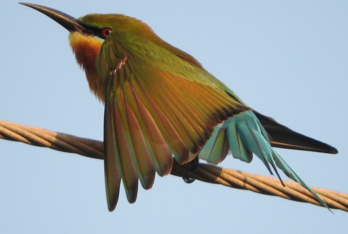 Blue-tailed Bee-eater - ML317188741