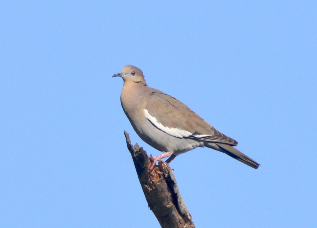 White-winged Dove - ML317199221