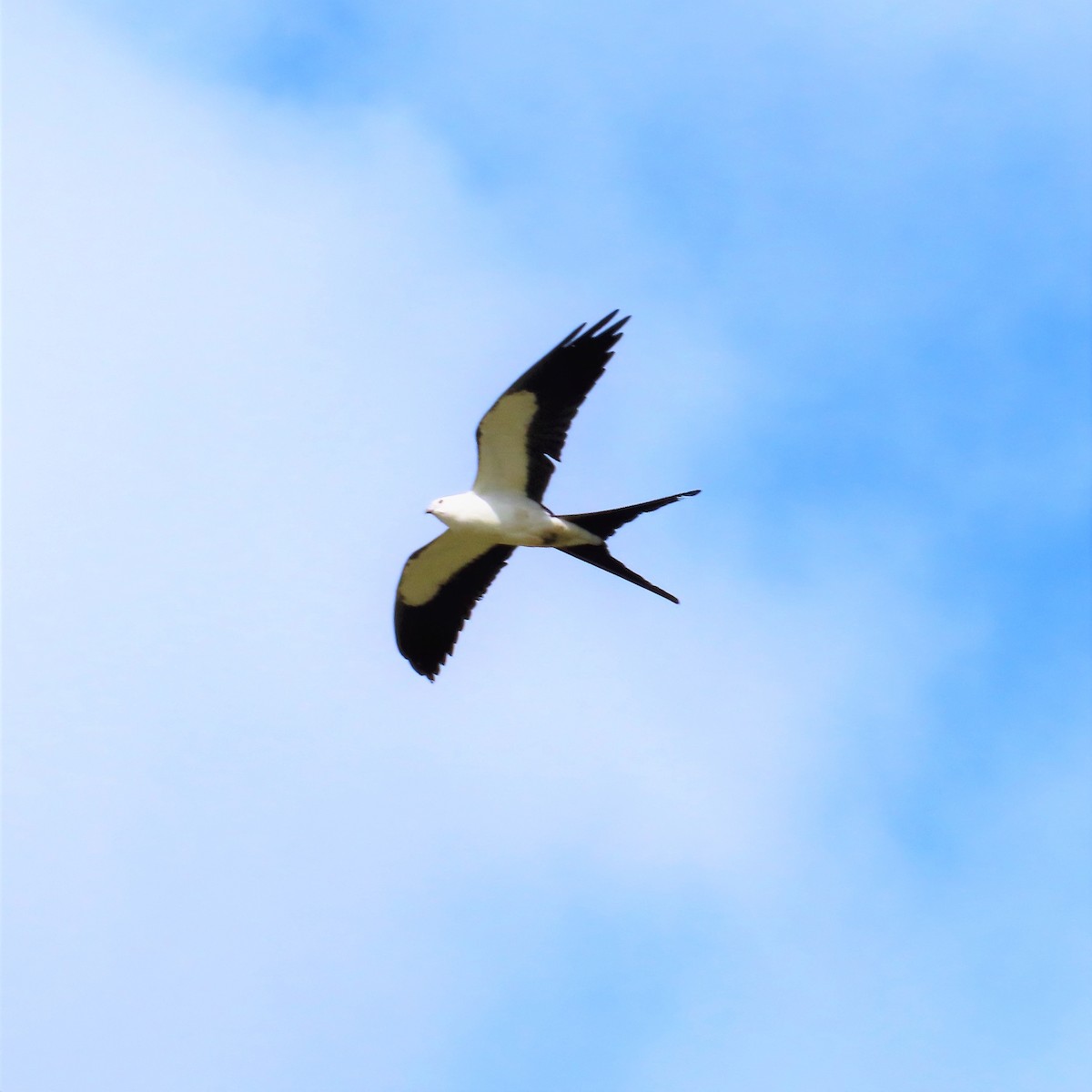 Swallow-tailed Kite - ML317199321