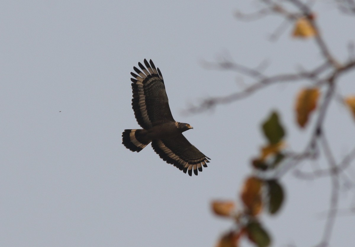 Crested Serpent-Eagle - ML317206351