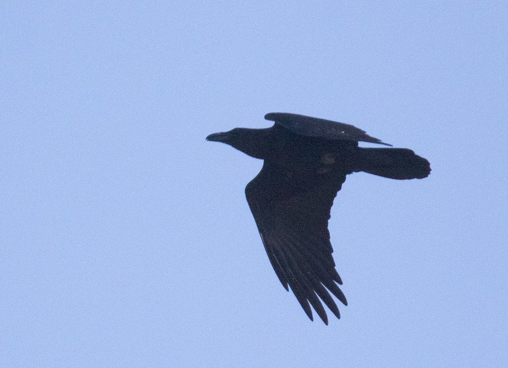 Common Raven - manuel grosselet