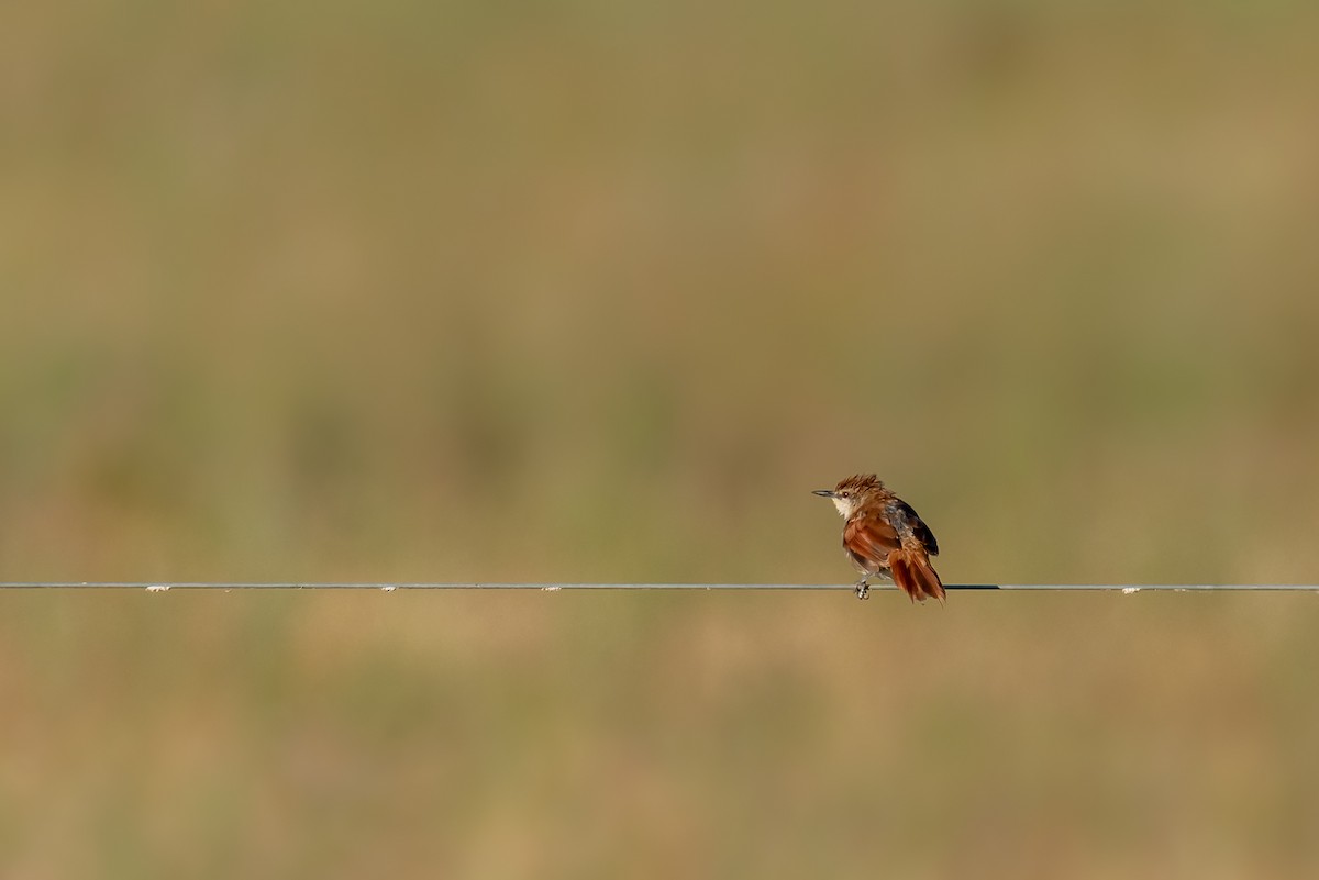 Yellow-chinned Spinetail - ML317208271