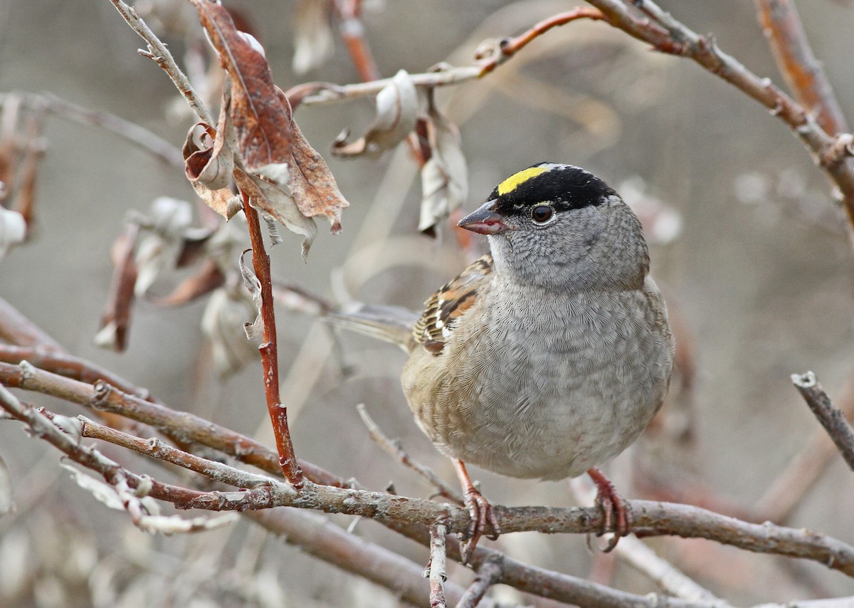 Golden-crowned Sparrow - ML31720841