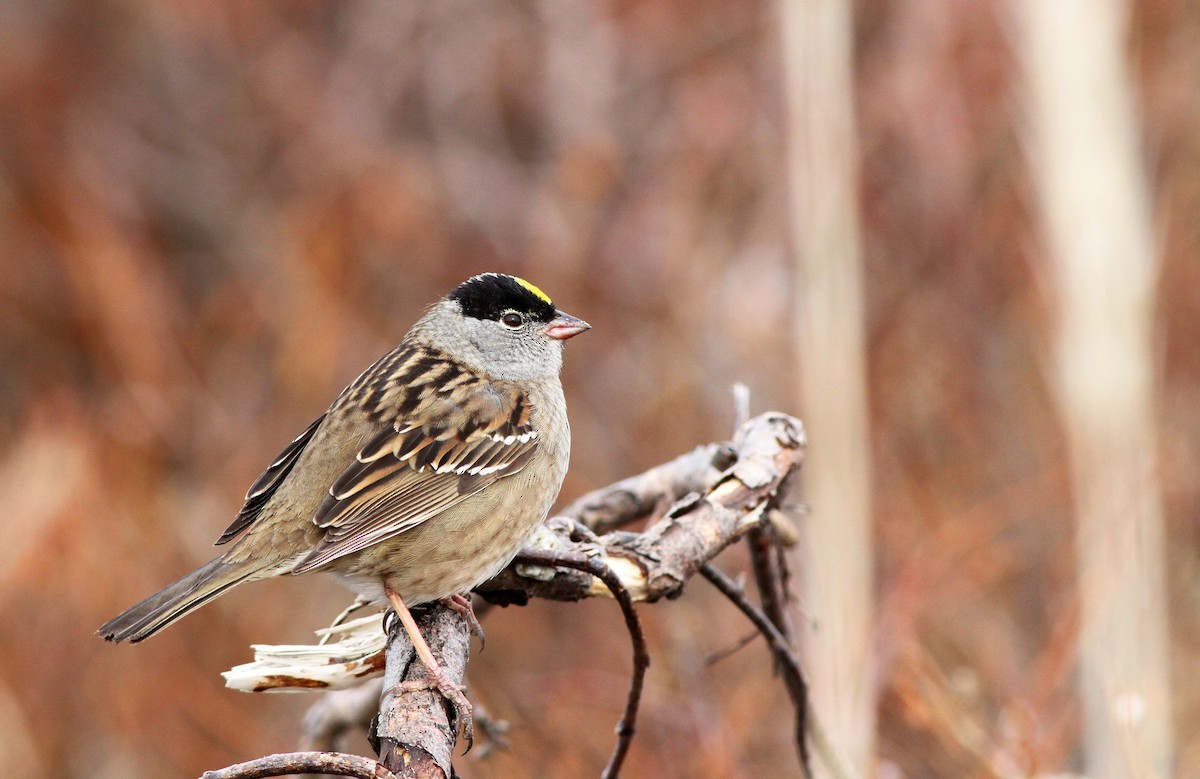 Golden-crowned Sparrow - Ian Davies