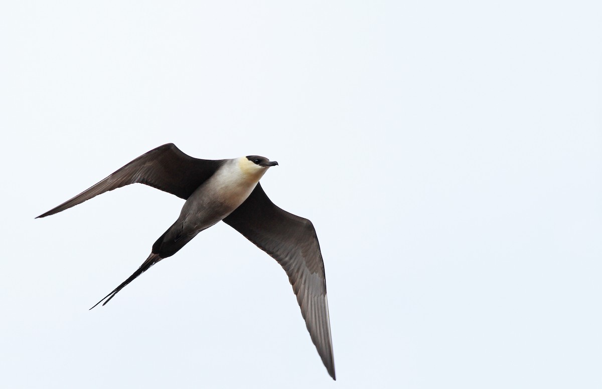 Long-tailed Jaeger - ML31720921
