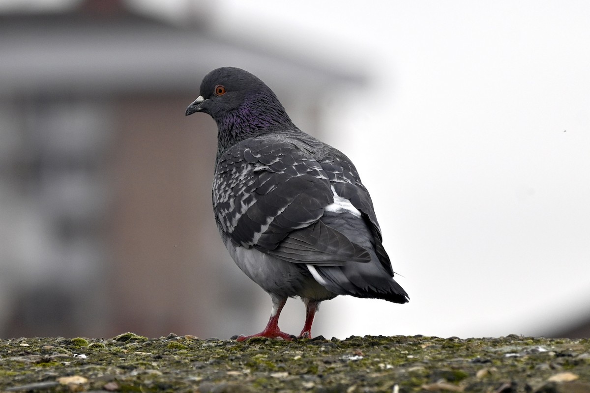 Rock Pigeon (Feral Pigeon) - ML317214981