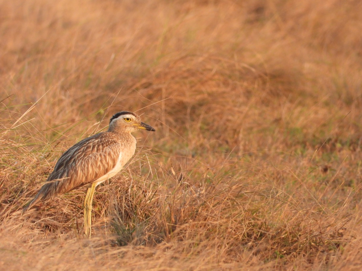 Double-striped Thick-knee - ML317220611