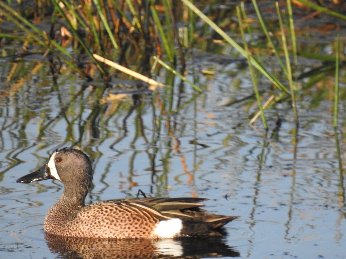 Blue-winged Teal - ML317220661